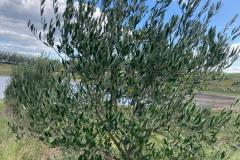 Foto: Zelia Michel - REGIÃO DE PALOMA, SANTANA DO LIVRAMENTO/RS