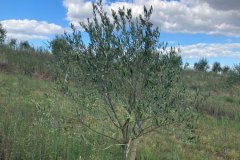 Foto: Zelia Michel - REGIÃO DE PALOMA, SANTANA DO LIVRAMENTO/RS