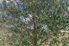 Foto: Zelia Michel - REGIÃO DE PALOMA, SANTANA DO LIVRAMENTO/RS