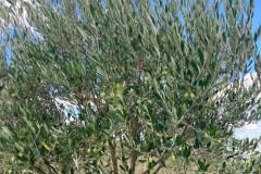 Foto: Zelia Michel - REGIÃO DE PALOMA, SANTANA DO LIVRAMENTO/RS